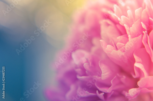 Blurred delicate petals of a pink peony