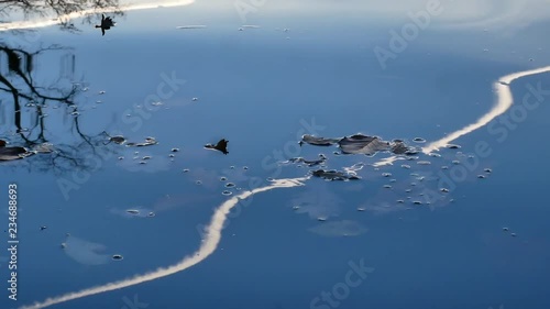 Still of the blue sky, a tree and contrail reflected in the water of a lake.