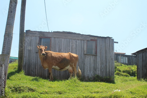 township, Ghetto, Armut, Capetown, Kapstadt, Südafrika, Southafrica, Africa, PurePeople, photo