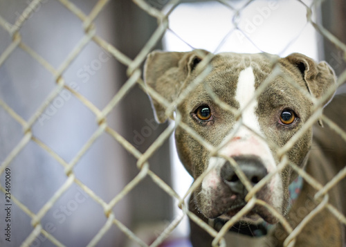 фотографія Homeless Pit Bull Dog in Cage at Shelter