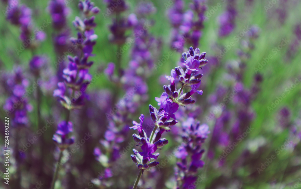 Beautiful violet wild Lavender backdrop meadow close up. French Provence field of purple lavandula herbs blooming.