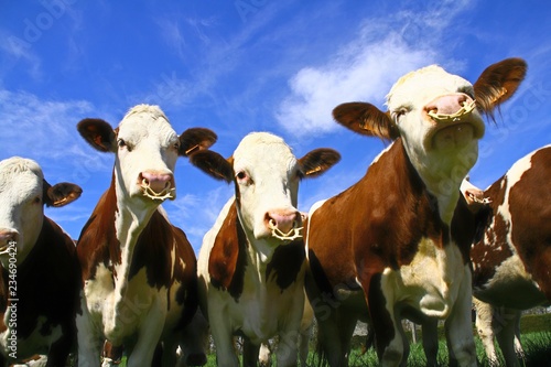 un troupeau de vaches montbéliardes