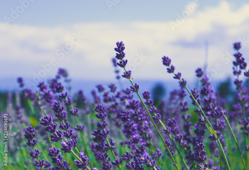Beautiful violet wild Lavender backdrop meadow close up. French Provence field of purple lavandula herbs blooming. © alicefoxartbox