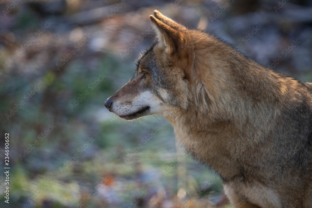 European Wolf, Canis lupus lupus European Wolf, Canis lupus lupus