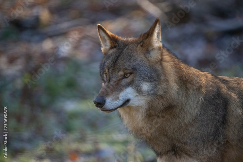European Wolf  Canis lupus lupus