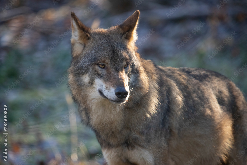 European Wolf, Canis lupus lupus European Wolf, Canis lupus lupus