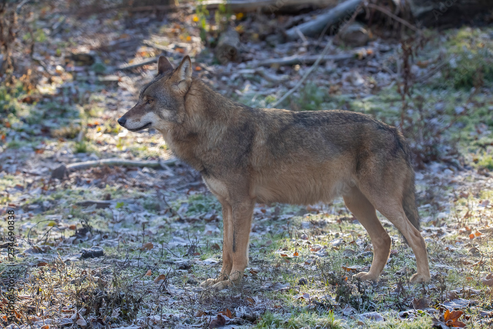 European Wolf, Canis lupus lupus European Wolf, Canis lupus lupus