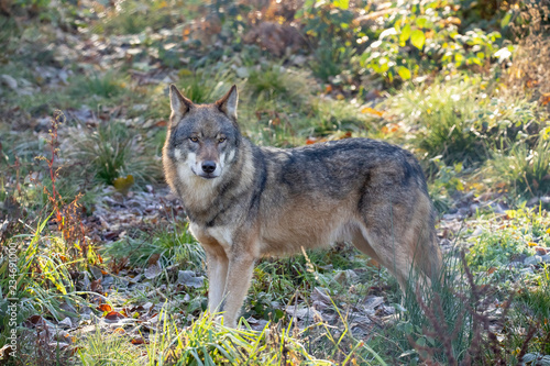 European Wolf  Canis lupus lupus