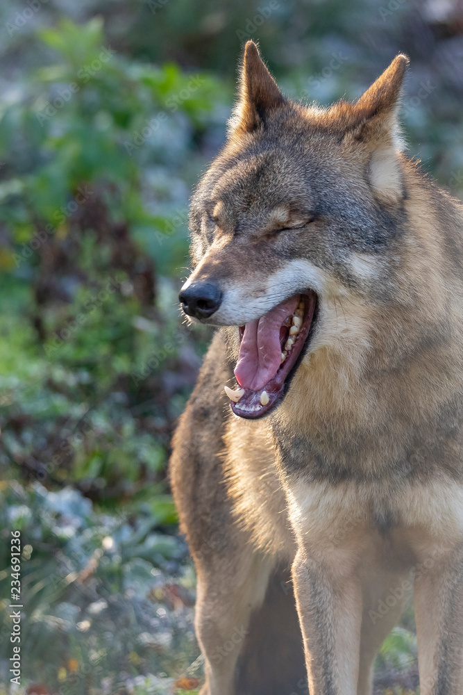European Wolf, Canis lupus lupus European Wolf, Canis lupus lupus