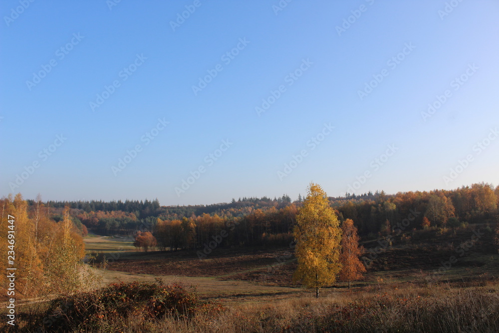 Fototapeta premium autumn in the park