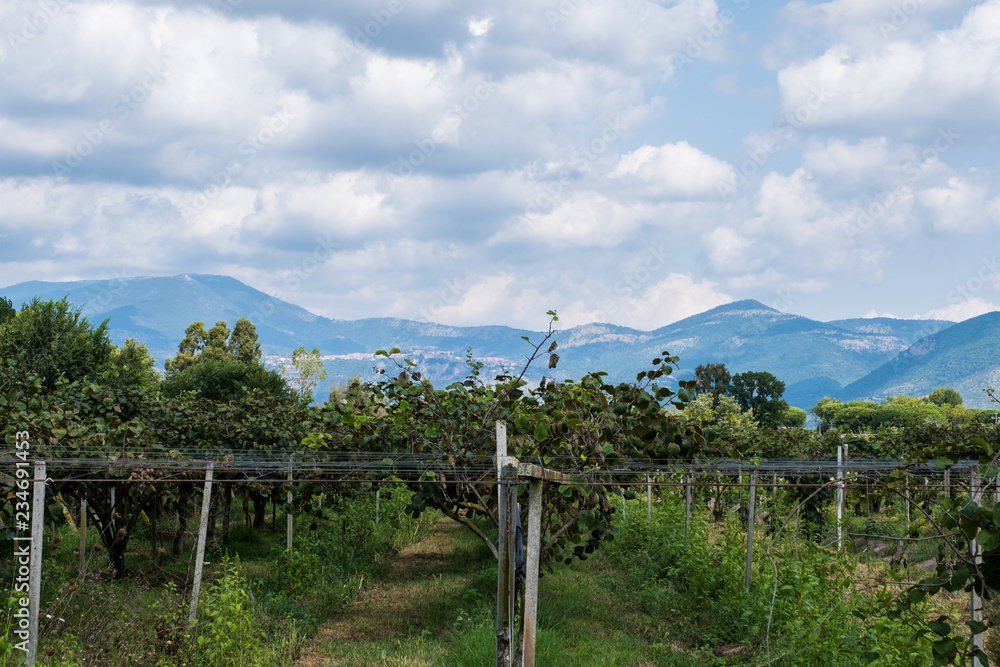 Vineyard with mountains on the landscape.