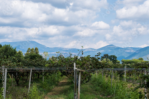 Vineyard with mountains on the landscape.