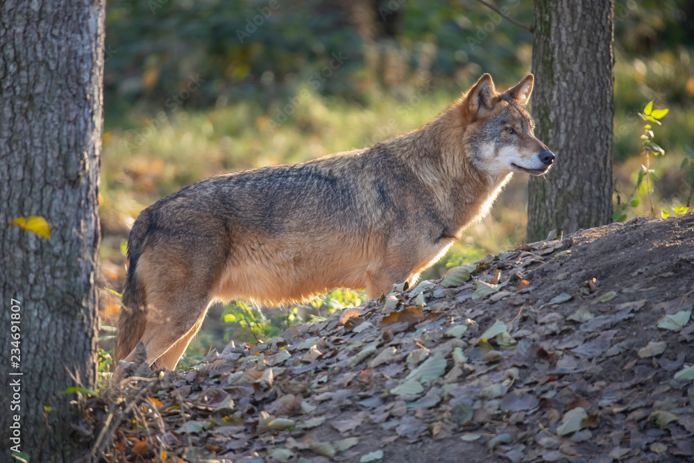 Obraz premium European Wolf, Canis lupus lupus