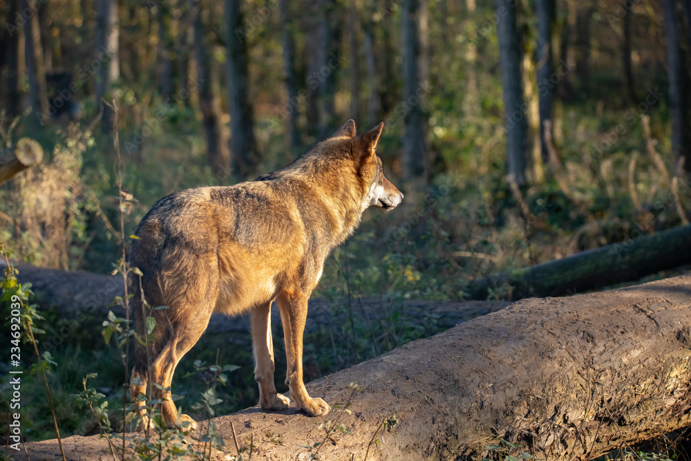 Fototapeta premium European Wolf, Canis lupus lupus