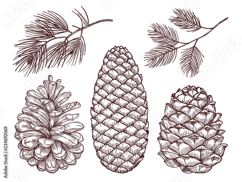 Hand drawn forest vector elements. Sketched pine branches and pinecones isolated on white background illustration photo