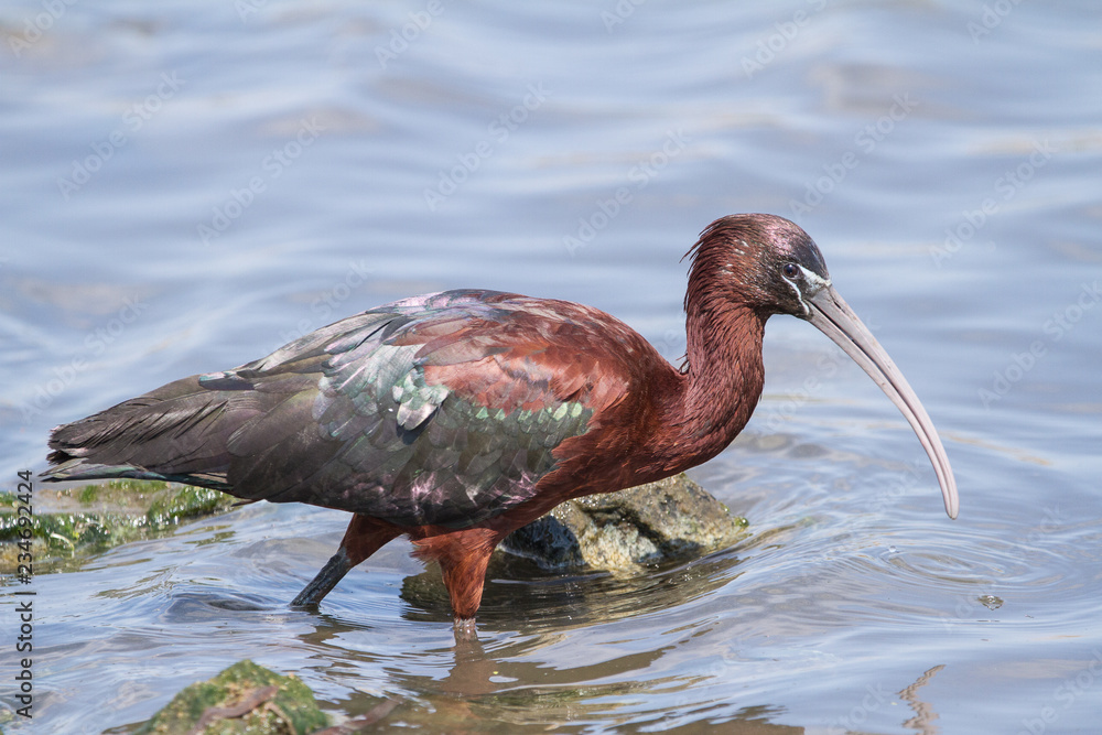 Obraz premium Glossy Ibis
