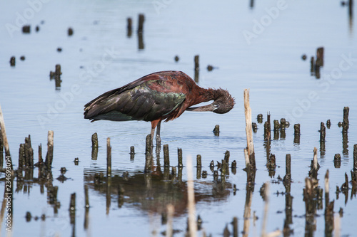 Glossy Ibis photo