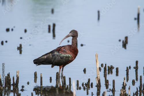 Glossy Ibis photo