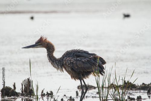 Goliath Heron photo