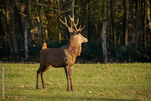 Deer  Red Deer. Cervus elaphus