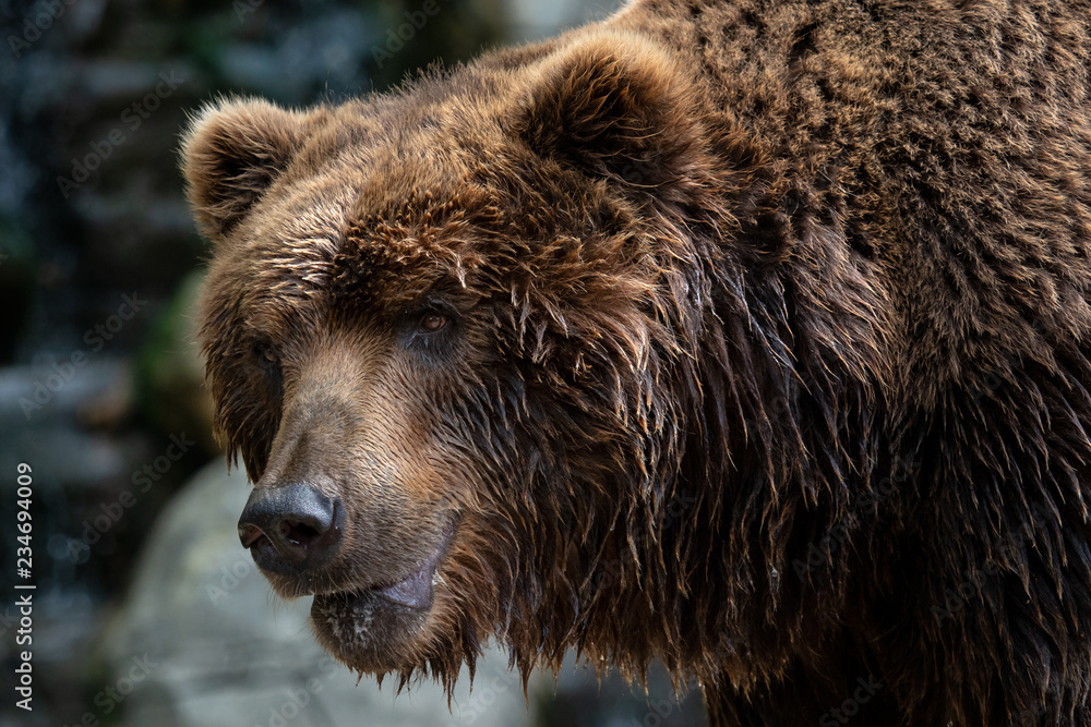Fototapeta premium Front view of brown bear. Portrait of Kamchatka bear (Ursus arctos beringianus)