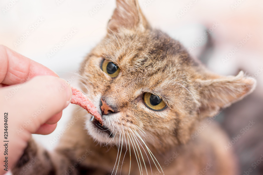 The owner feeds his home cat  with sausage. Hungry cat eats sausage from the owner's hand_