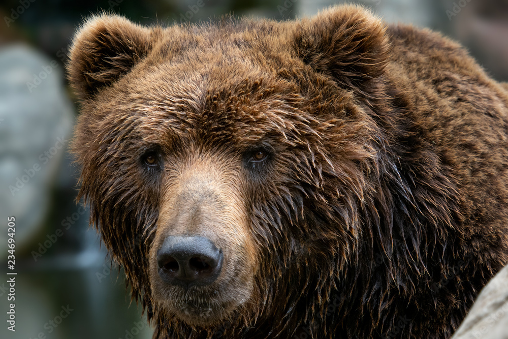 Front view of brown bear. Portrait of Kamchatka bear (Ursus arctos beringianus)