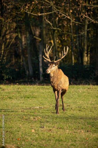 Deer  Red Deer. Cervus elaphus