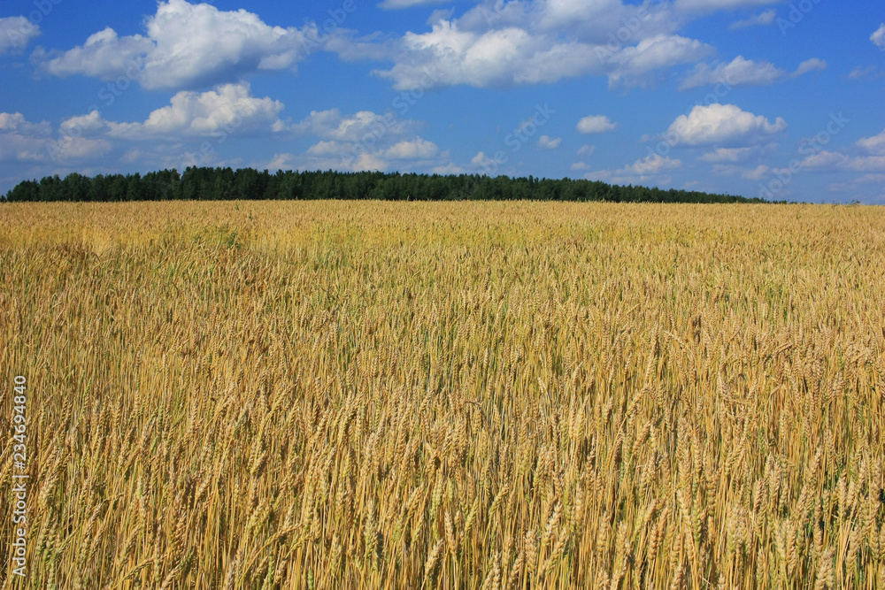 Ears of wheat in the field