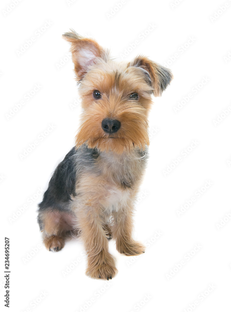 Yorkshire Terrier Puppy photographed on a white background.