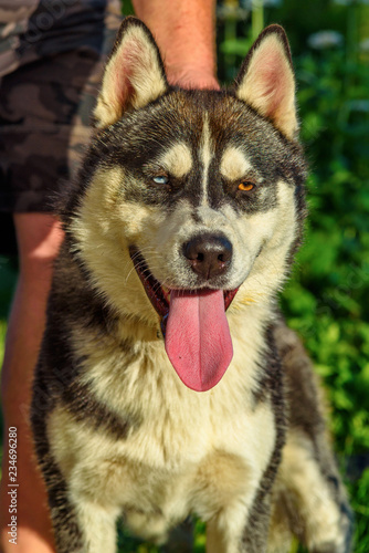 closeup portrait of siberian husky