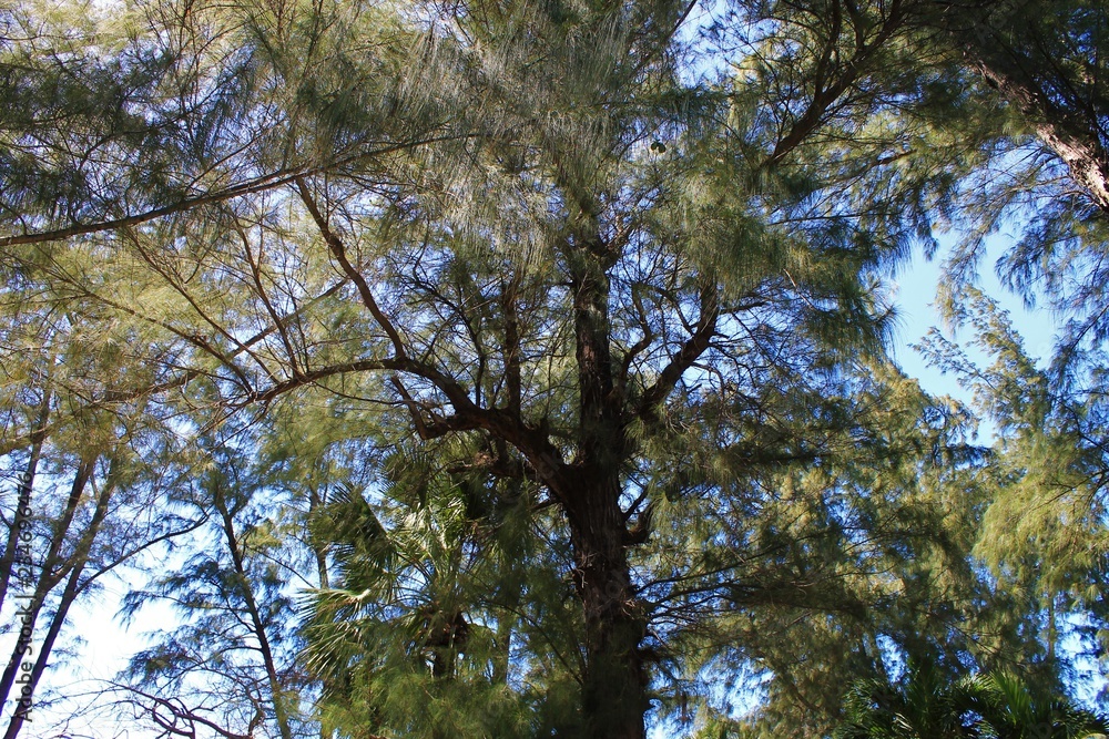 Obraz premium Looking up into a canopy of tropical trees, Havana, Cuba.