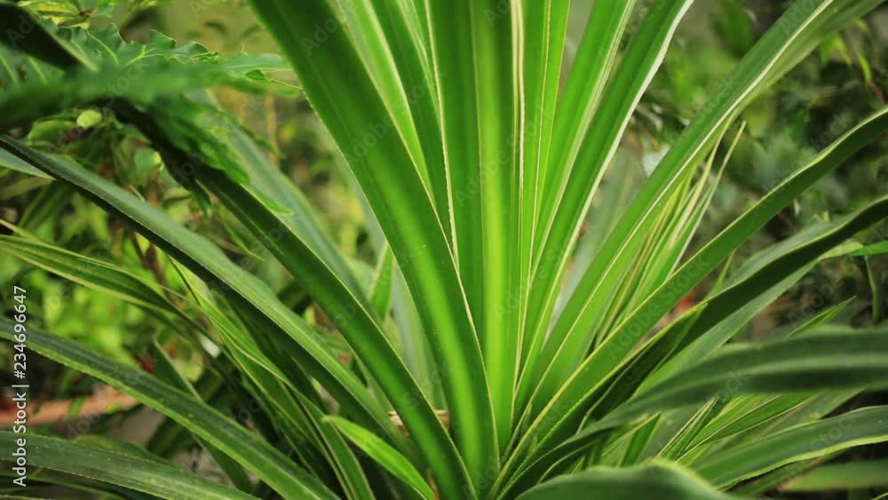 Amazing green palm trees light sunlight beautiful natural nature summer tropical beauty date forest plants landscape europe fresh flora indoors slow motion Amazing green palm trees light sunlight beautiful natural nature summer tropical beauty date forest plants landscape europe fresh flora indoors slow motion