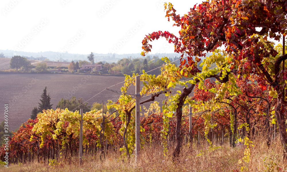Autumn vineyards in Tuscany. Travel in Italy. Sky and fields winorada.