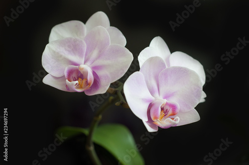 Flowers Orchid Phalaenopsis Miki Sakura close-up on dark background