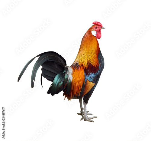  multi-colored rooster on white background. isolated image