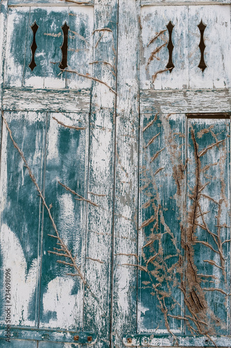 Two old closed windows with dry ivy on a wooden house. Background and texture photo