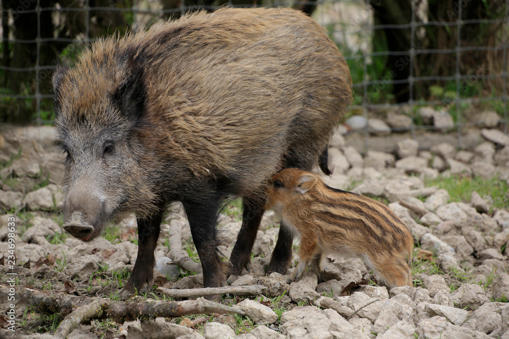 Wildschwein (Sus scrofa) mit Frischling Wildschwein (Sus scrofa) mit Frischling