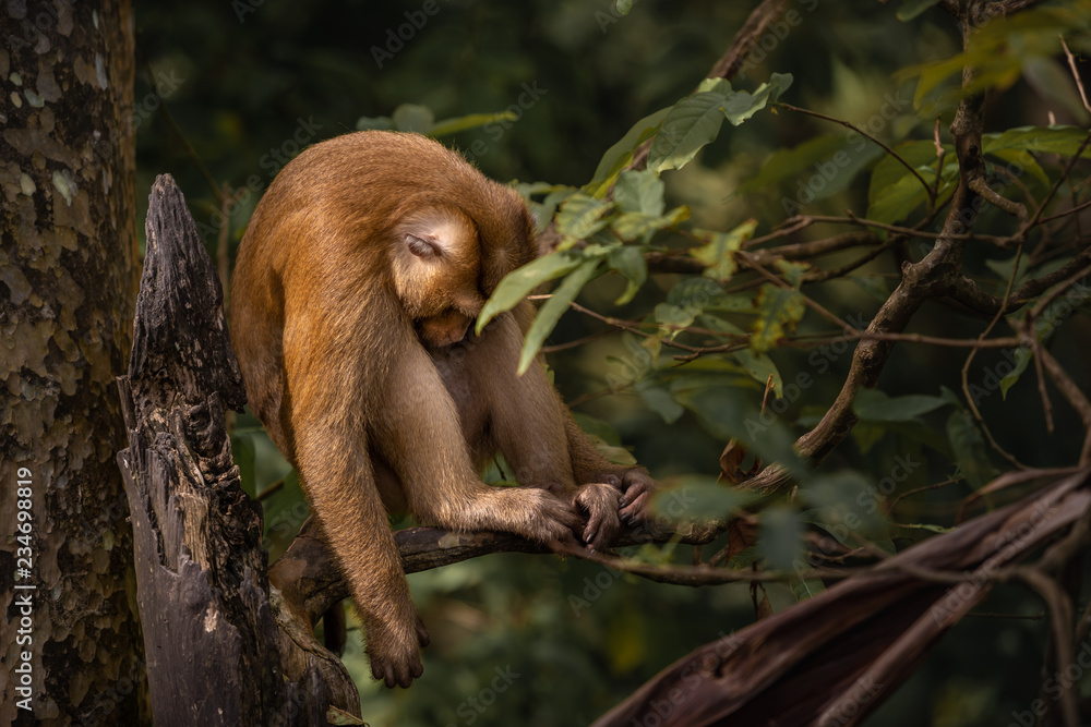 Fototapeta premium A cute Monkey on the tree ,Monkey Climbing Tree.