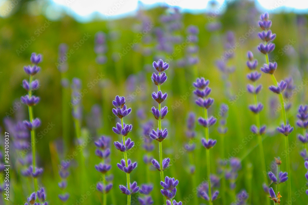 Fototapeta premium Beautiful violet wild Lavender backdrop meadow close up. French Provence field of purple lavandula herbs blooming.