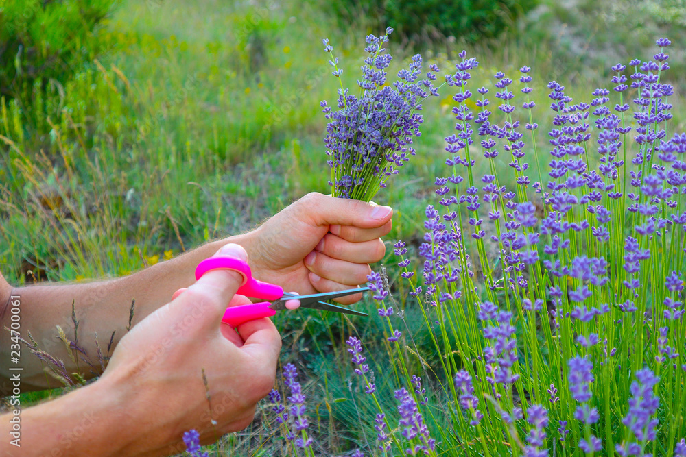 Beautiful violet wild Lavender bouquet in the hand, cutting with scissors. French Provence field of purple lavandula herbs harvesting.