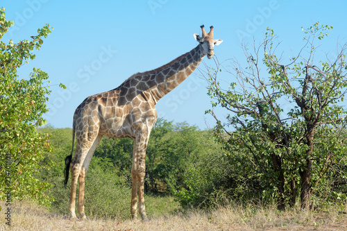 Giraffe  Giraffa camelopardalis   eating leaves from tree  Kruger National Park  South Africa