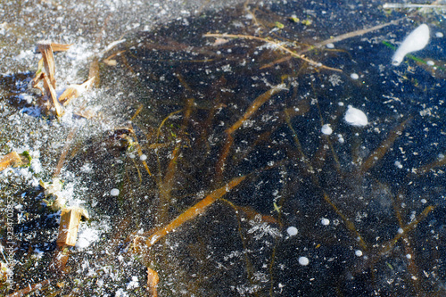Frozen in the ice of a shallow pond underwater plants