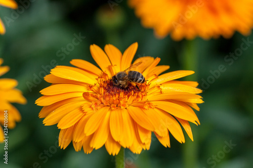 orange summer flower close ups