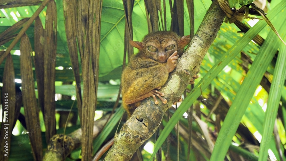 Fotka „Tarsier on the tree. Tarsier sitting on a branch with green ...