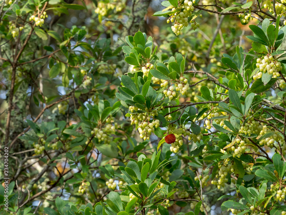 Arbustus unedo - L'arbousier commun ou arbre à fraises avec des rameaux remplis de feuilles, fleurs et fruits en hivers