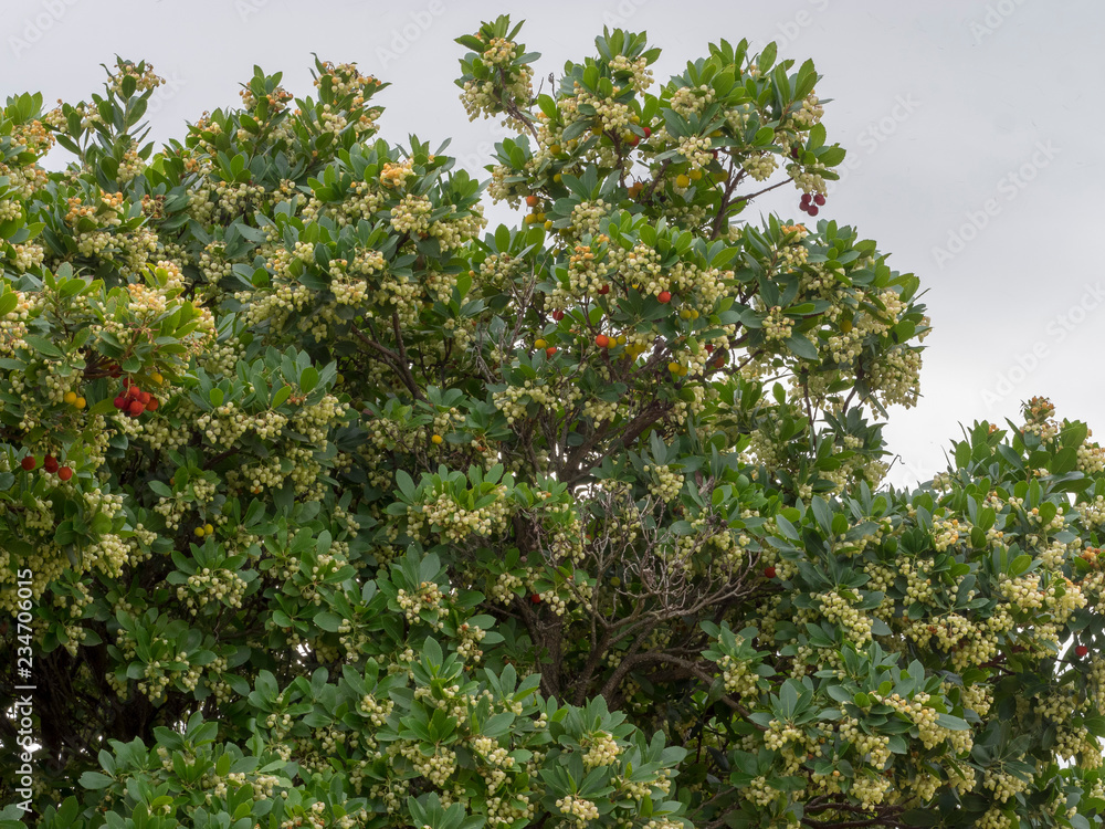 Arbustus unedo - L'arbousier commun ou arbre à fraises avec des rameaux remplis de feuilles, fleurs et fruits en hivers Arbustus unedo - L'arbousier commun ou arbre à fraises avec des rameaux remplis de feuilles, fleurs et fruits en hivers