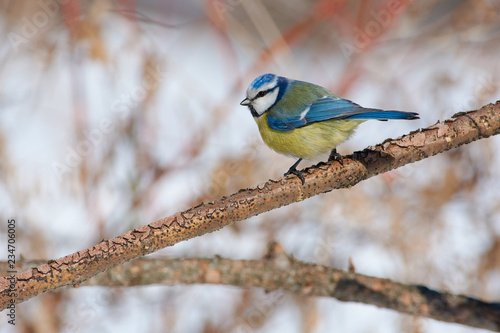 Blue tit sits half-turned on a branch of larch under the spring sun.