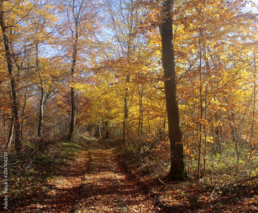 couleur d'automne