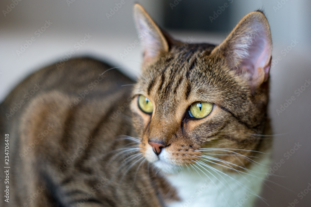 domestic cat in natural environment